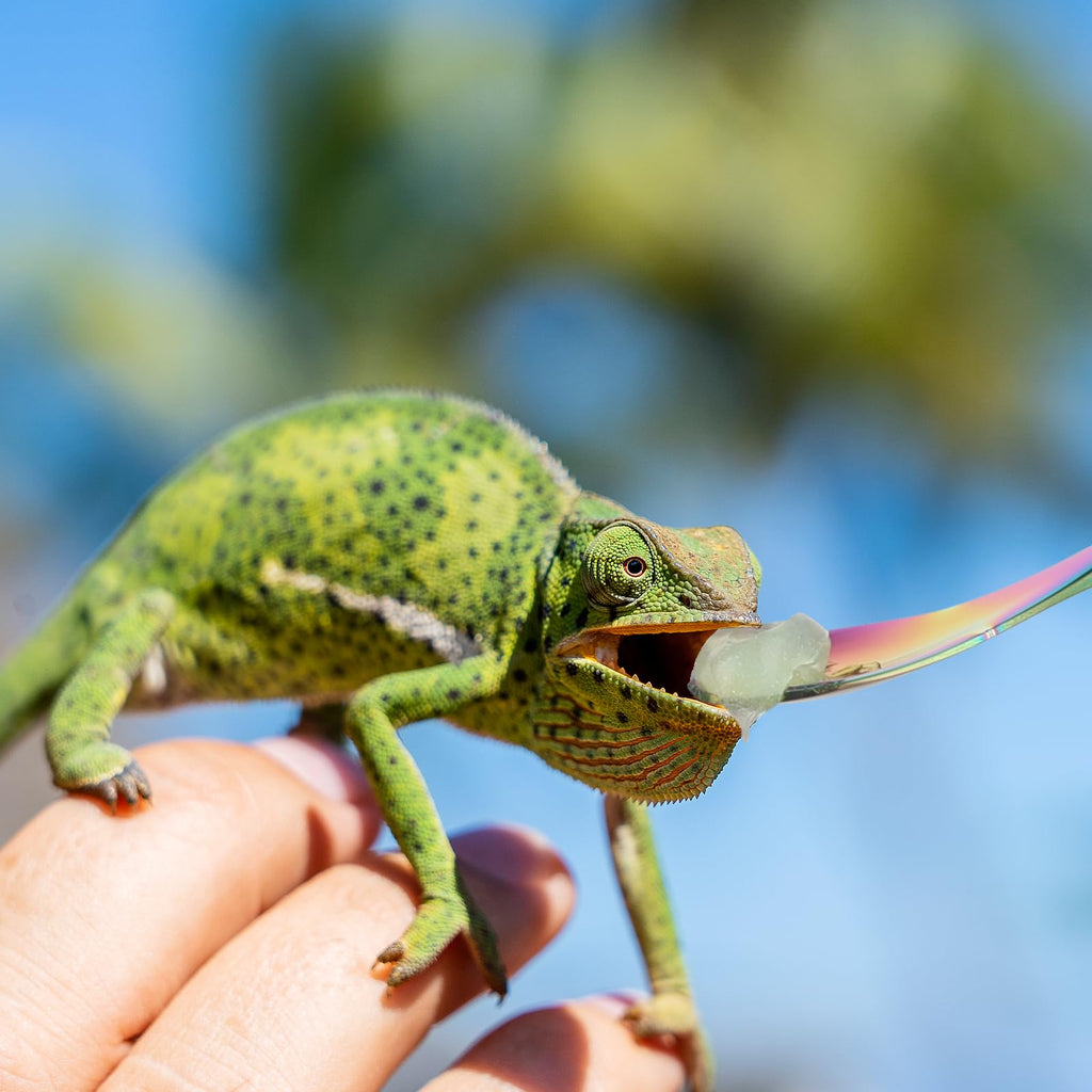 2Pcs Crested Gecko Feeding Spoon, Stainless Steels Reptile Spoon, 7.6 Inch Long Handle Crested Food Feeding Spoon for Gecko Lizard Gargoyle Bearded and Other Small Animals