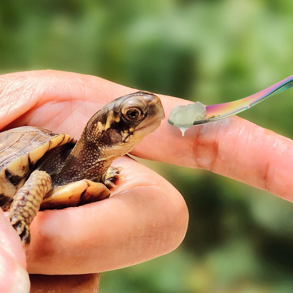 2Pcs Crested Gecko Feeding Spoon, Stainless Steels Reptile Spoon, 7.6 Inch Long Handle Crested Food Feeding Spoon for Gecko Lizard Gargoyle Bearded and Other Small Animals