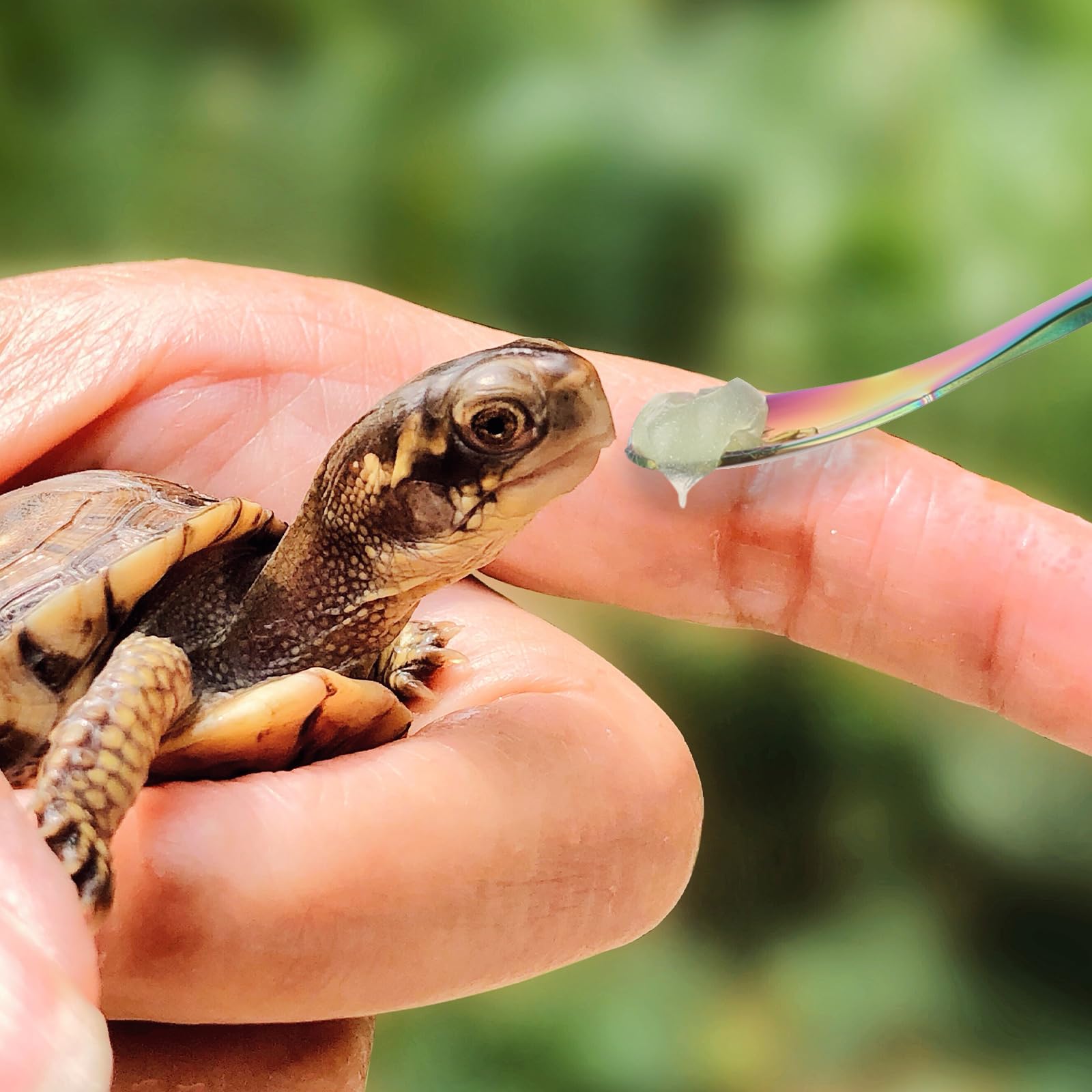 2Pcs Crested Gecko Feeding Spoon, Stainless Steels Reptile Spoon, 7.6 Inch Long Handle Crested Food Feeding Spoon for Gecko Lizard Gargoyle Bearded and Other Small Animals