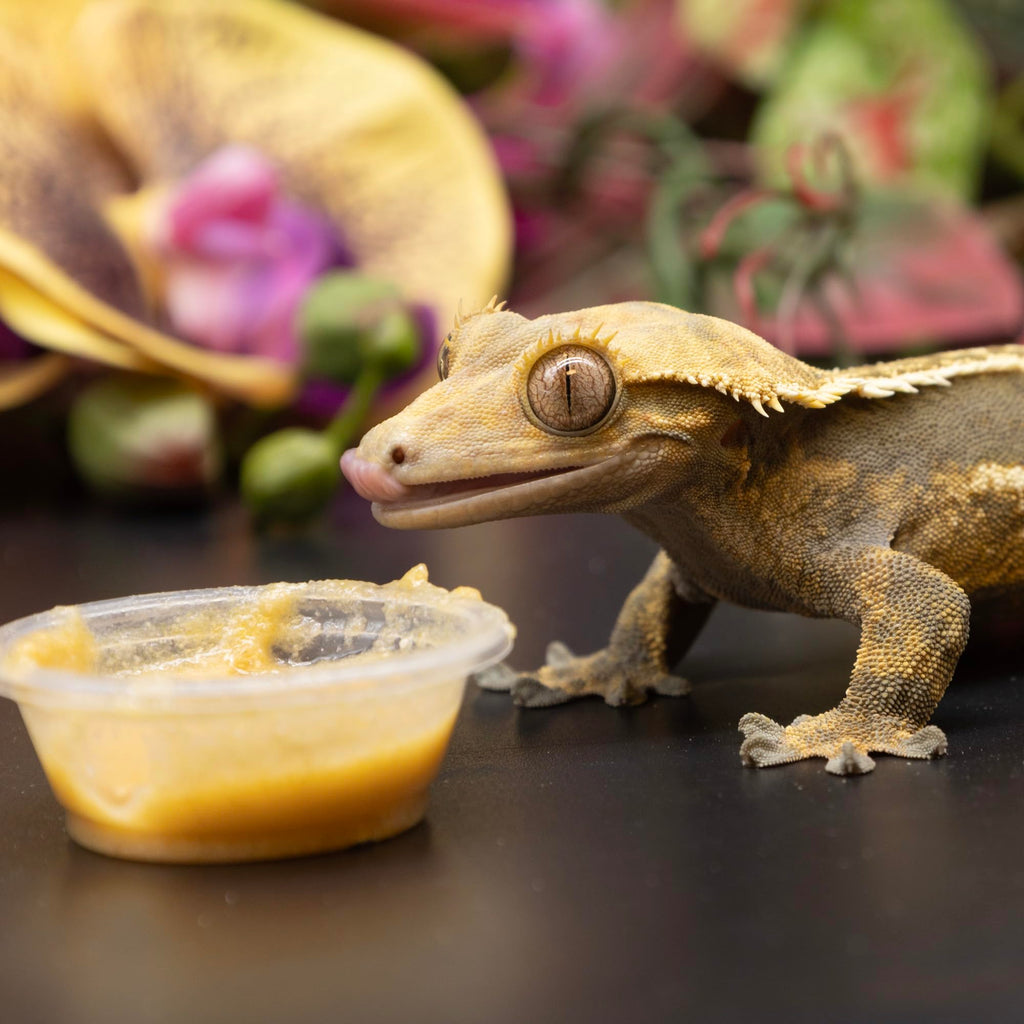 Pangea Fruit Mix Apricot Complete Crested Gecko Food 2 oz