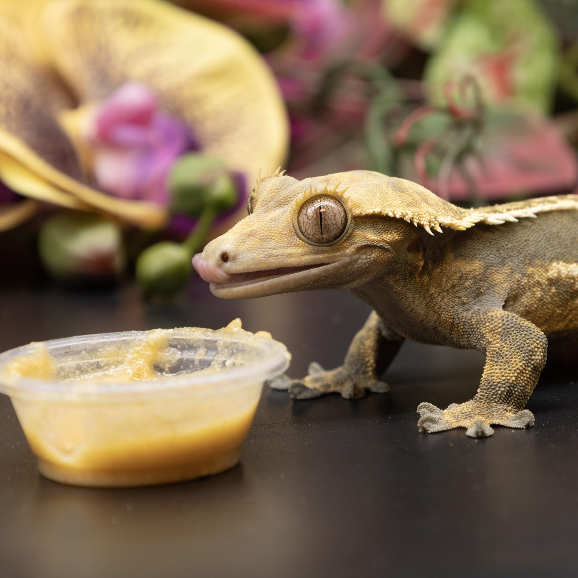 Pangea Fruit Mix Apricot Complete Crested Gecko Food 2 oz